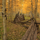 Illustration for article titled Shooting Challenge Fall Leaves Gallery 4